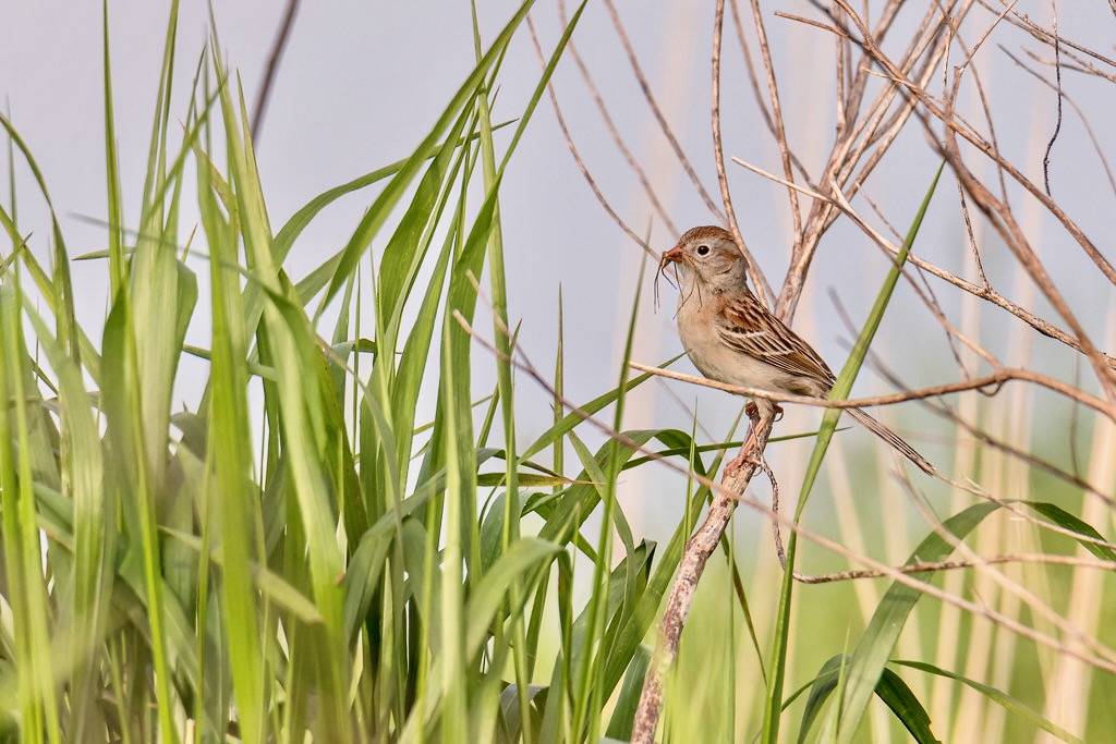 Field sparrow in the grass by sniggie is licensed under CC BY-NC-SA 2.0.